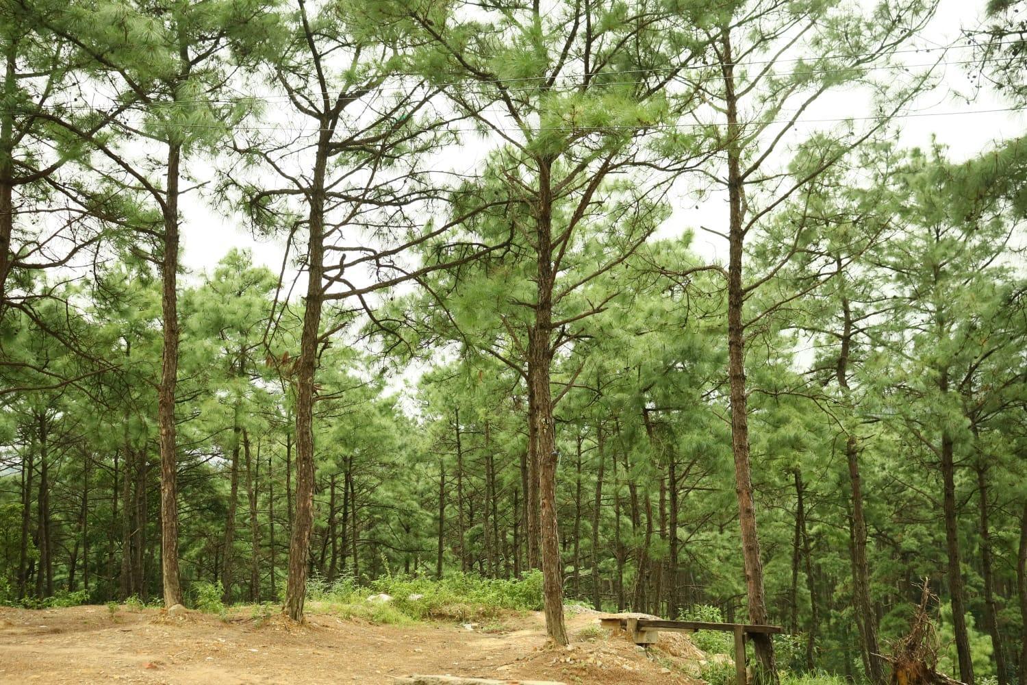 Pine Tree Lodge Шиллонг Экстерьер фото